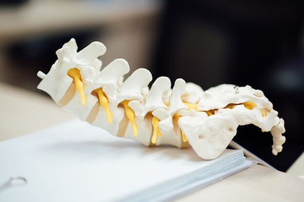 Anatomical model of the human spine